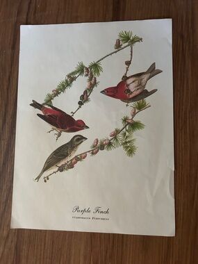 Purple Finch Botanical Art Print (CARPODACUS PURPUREUS)Bird Illustration